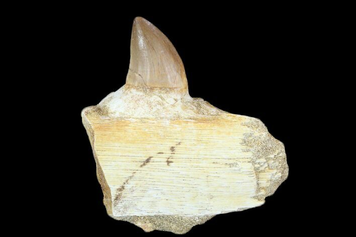 Fossil Mosasaur (Prognathodon) Jaw Section With Tooth - Morocco #116983